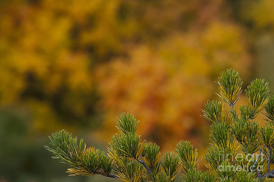 Pine branch in fall on top of mountain Photograph by Dan Friend