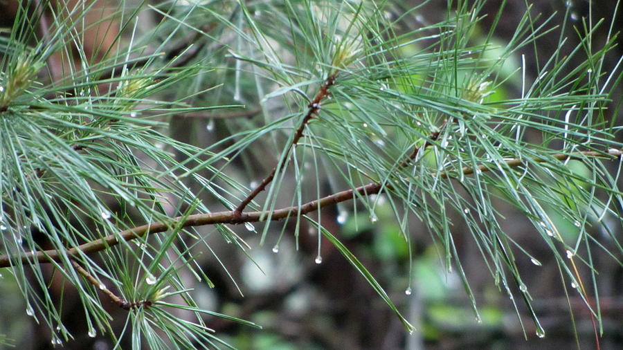 Pine Branch in Rain 1 Photograph by Anita Burgermeister