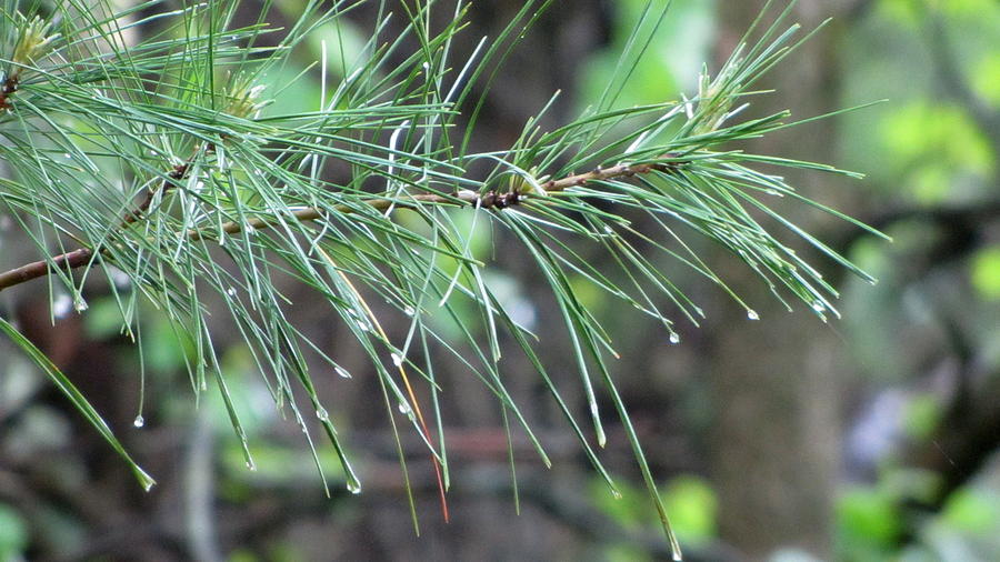 Pine Branch in Rain 2 Photograph by Anita Burgermeister