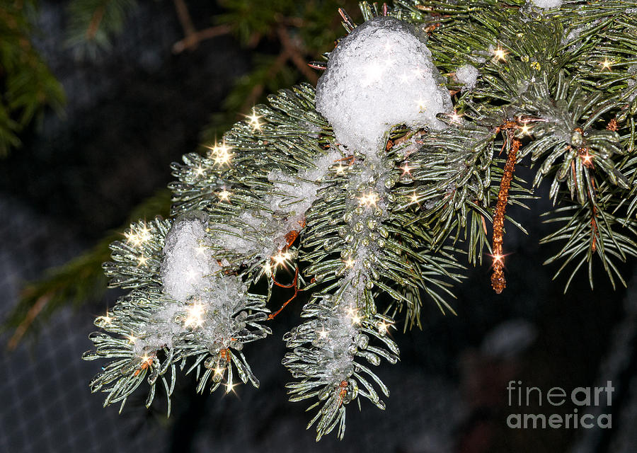 Pine branch with ice and stars Photograph by Les Palenik