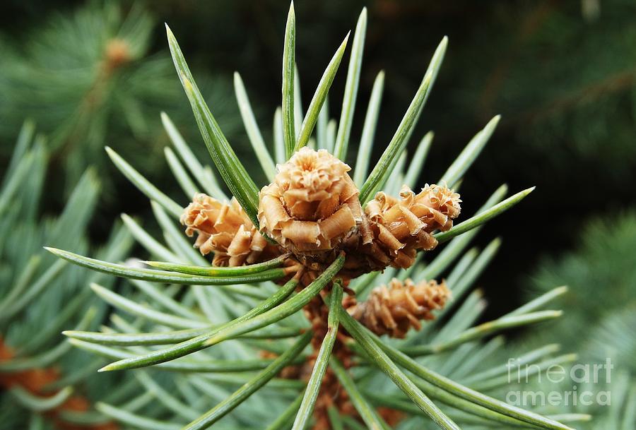 Pine Buds Photograph by J L Zarek