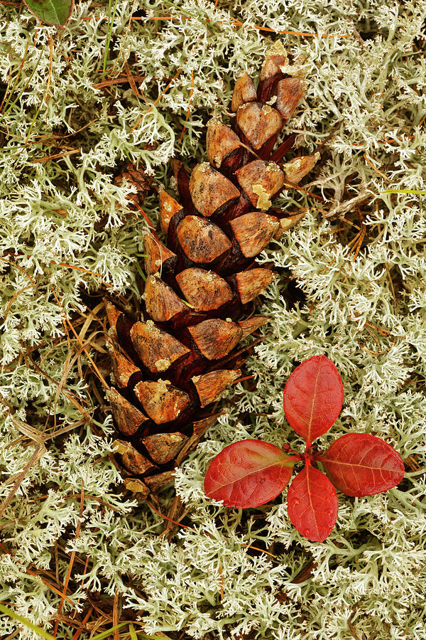 Pine Cone And Blueberry Foliage Photograph by Adam Jones - Fine Art America