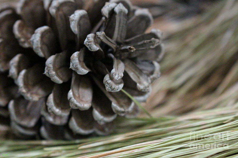 Pine Cone and Needles Photograph by Ella Kaye Dickey