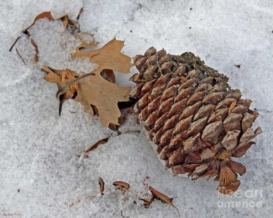 Pine Cone and Oak Leaf Trapped in the Ice Photograph by Kenny Bosak