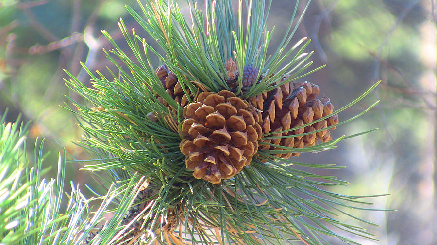 Pine Cone Bloom Photograph by Gary Henderson - Fine Art America