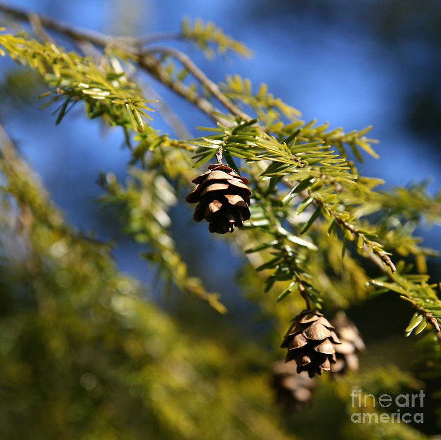 Nature Photograph - Pine Cone Blues by Neal Eslinger