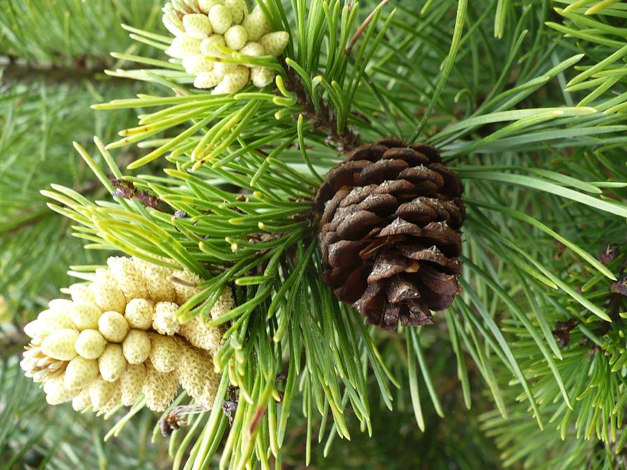 Pine Cone Branch Photograph by Nicki Bennett | Fine Art America