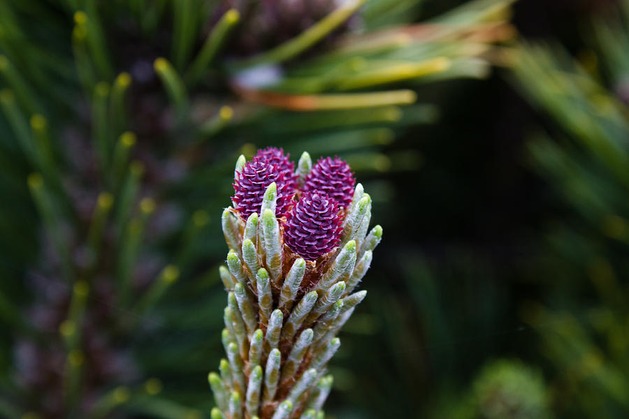 Nature Photograph - Pine Cone Buds by John Daly