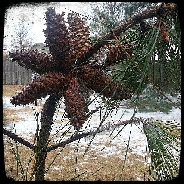 Winter Photograph - Pine Cone Bunch 
#pinecones #winter by Beth Macre