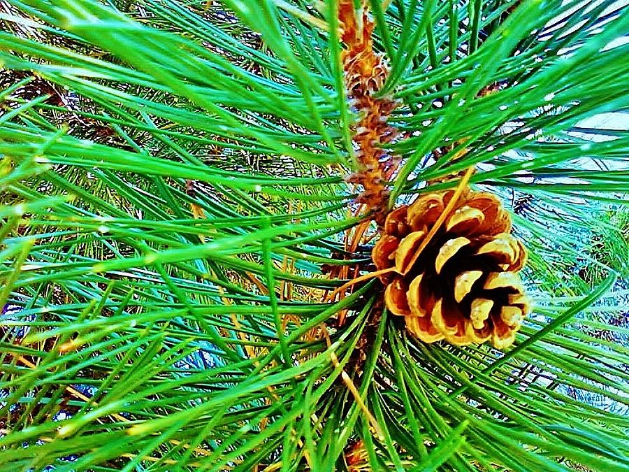 Pine Cone Photograph by Daniel Thompson