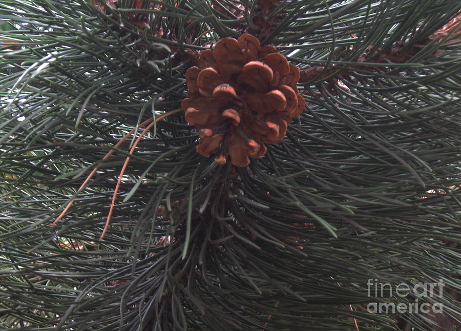 Pine Cone Photograph by Ellen Miffitt