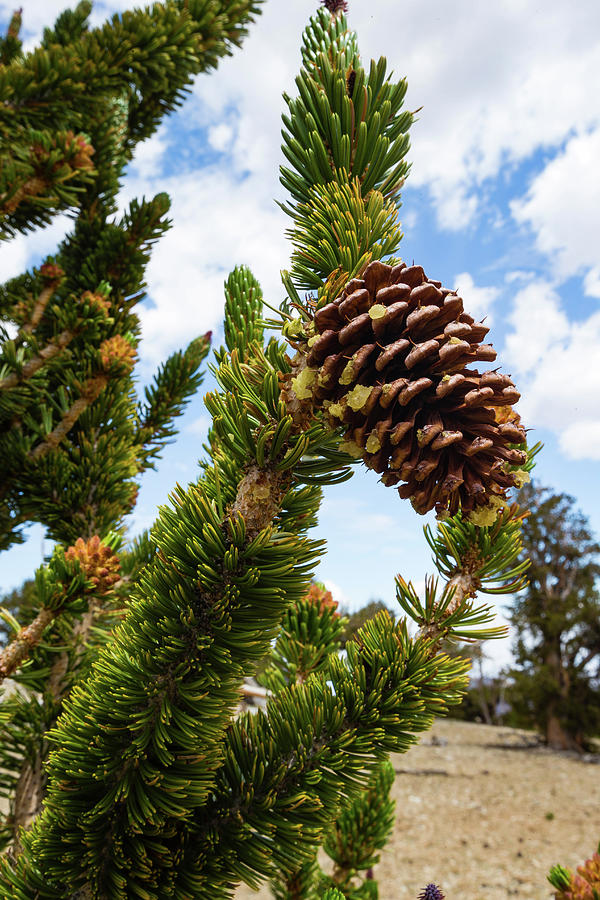 Pine Cone Growing On A Twig, Ancient Photograph by