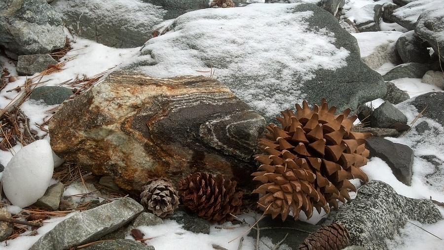 Pine Cone In Winter Photograph