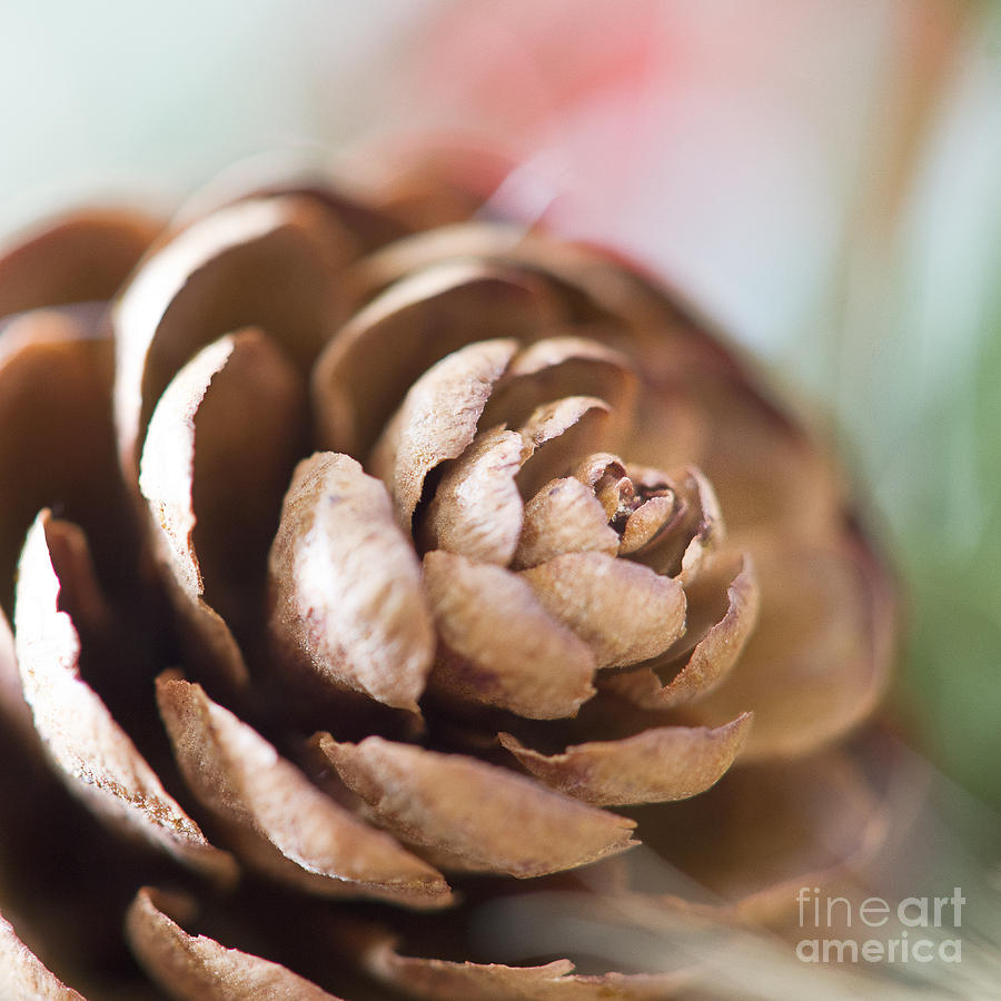 Pine Cone Photograph by Ivy Ho