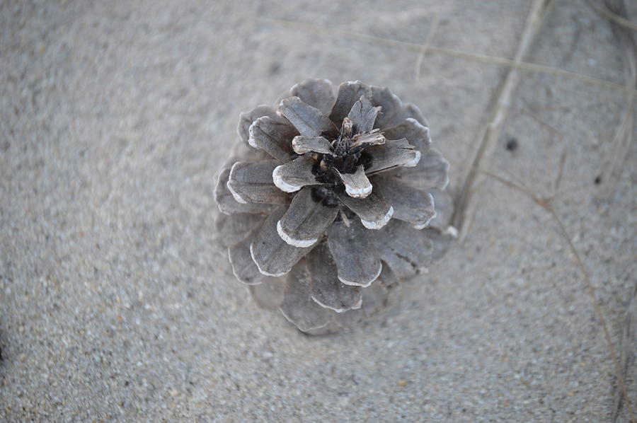 Pine Cone Photograph - Pine Cone by Jessica Cruz Pine Cone Photograph - Pine Cone by Jessica Cruz