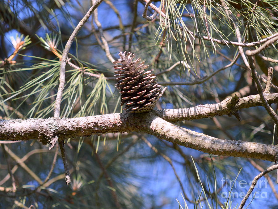 Tree Photograph - Pine Cone by Bishopston Fine Art