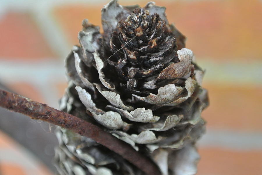 Nature Photograph - Pine cone by Kelly Lane