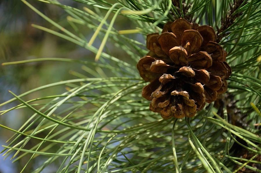 Pine Cone Photograph by Lonnie Paulson