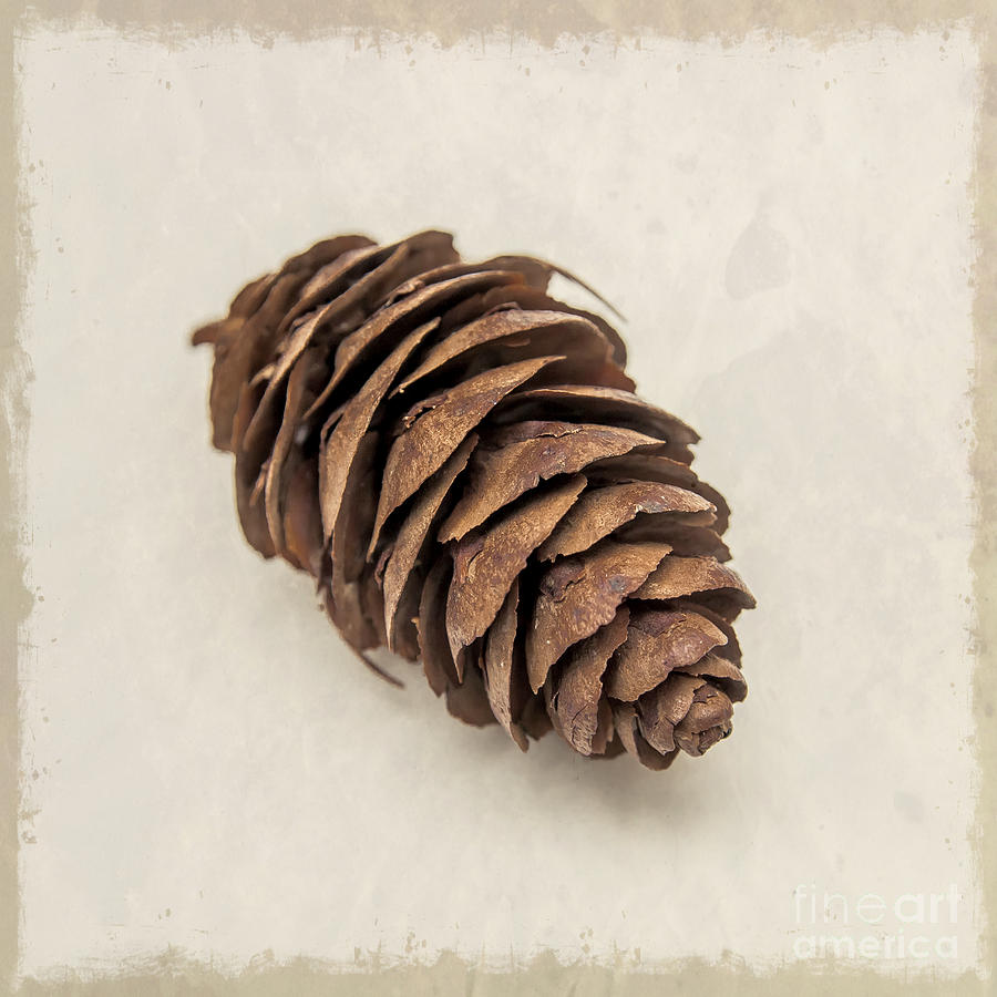 Nature Photograph - Pine Cone by Lucid Mood