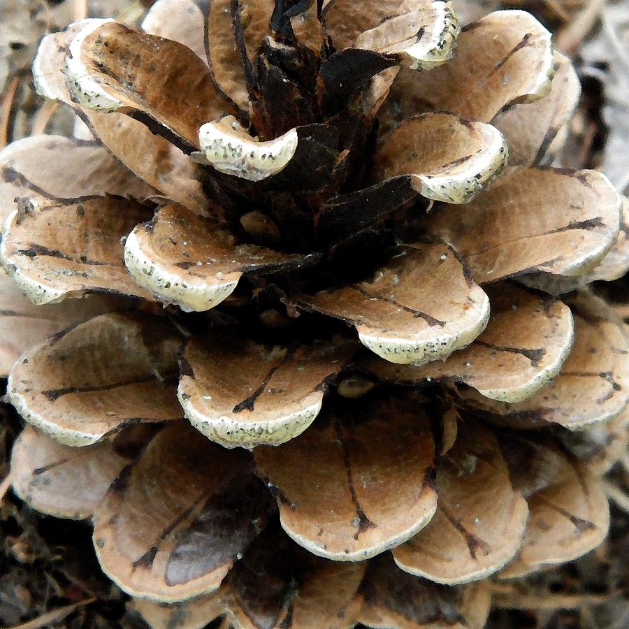 Pine Cone Photograph by Nicki Bennett - Fine Art America