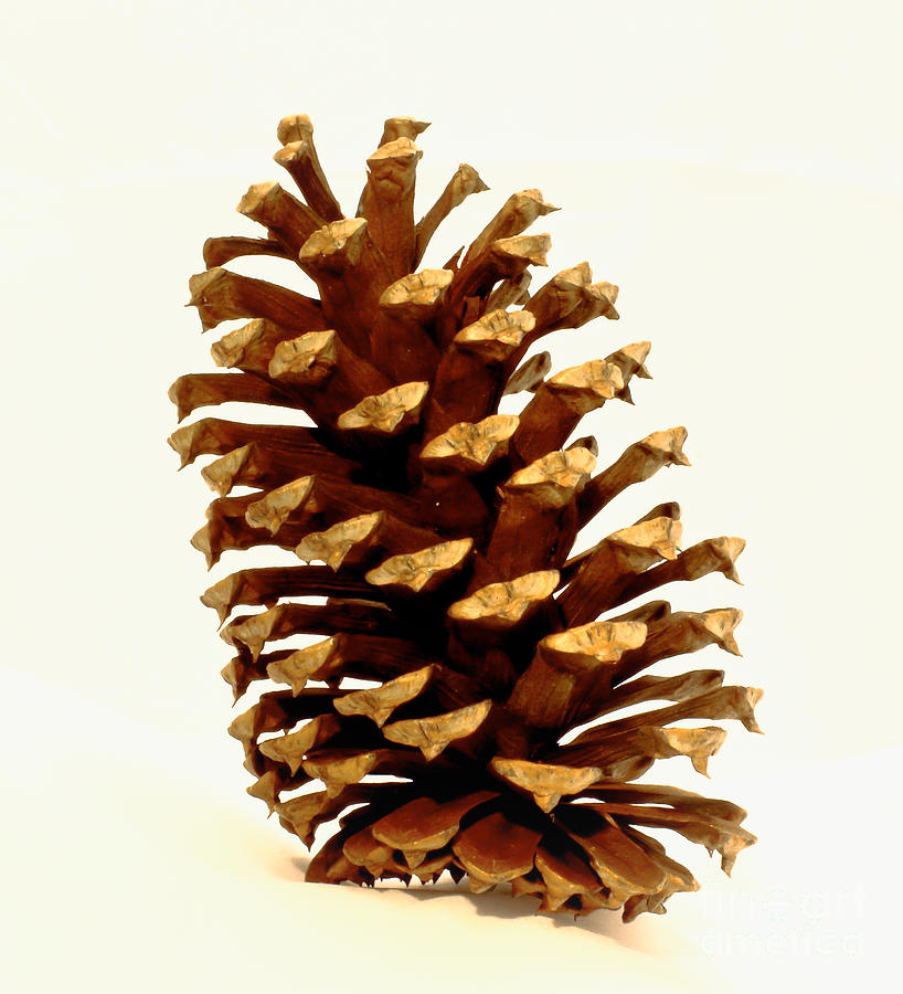 Pine Cone On White Photograph by Robert Frederick