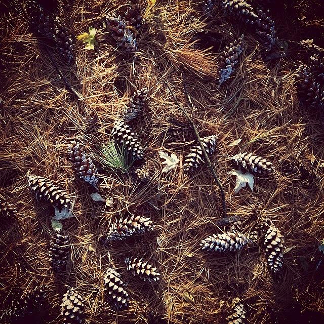 Pattern Photograph - Pine Cones and Patterns by Frank J Casella