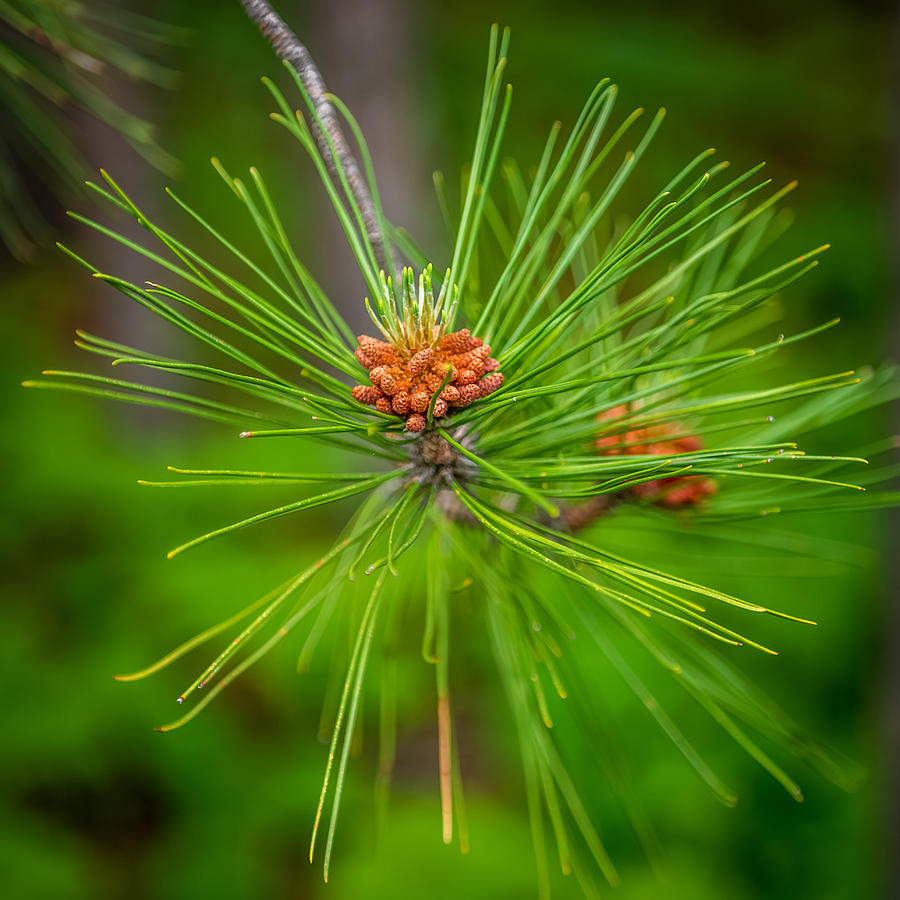 Pine cone Photograph by Paul Freidlund