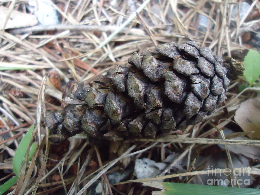 Pine Cone Photograph