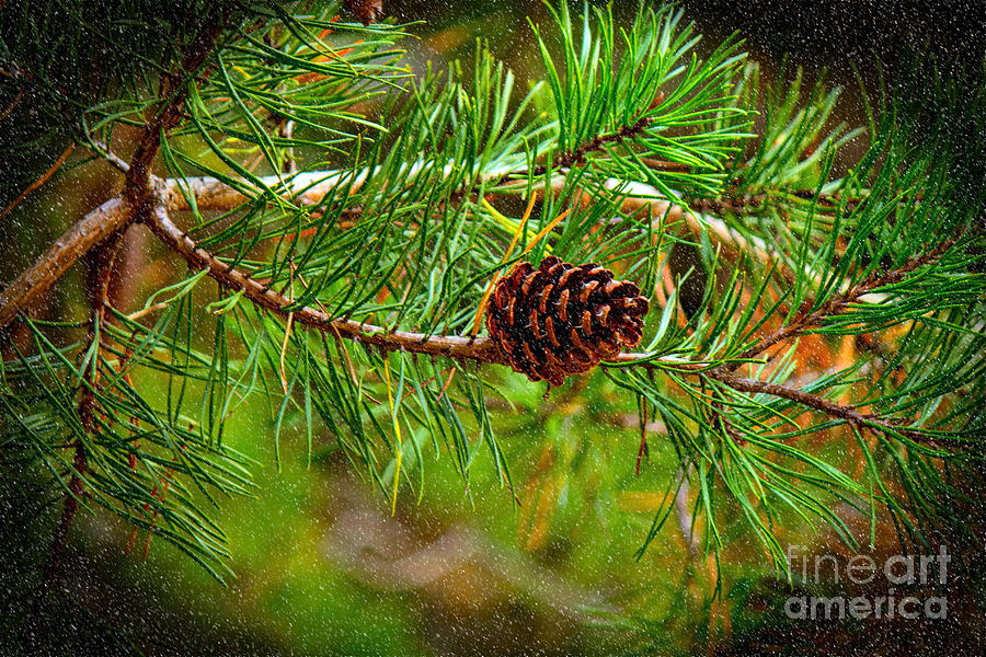 Pine Cone Photograph by Sandra Clark