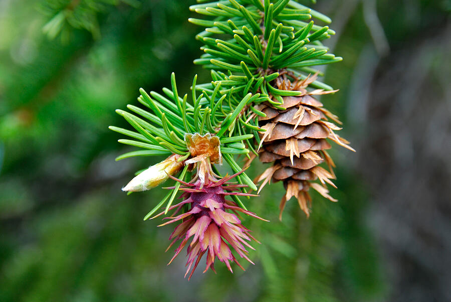 Pine Cone Stages Photograph by Robert VanDerWal