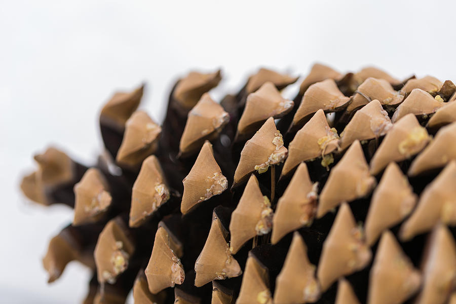 Pine Cone Study 10 Photograph by Scott Campbell