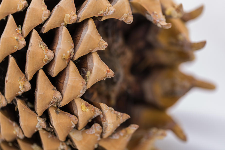 Pine Cone Study 16 Photograph by Scott Campbell