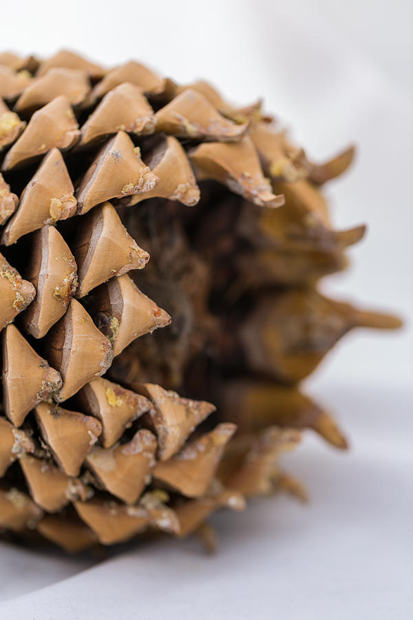 Pine Cone Study 17 Photograph by Scott Campbell