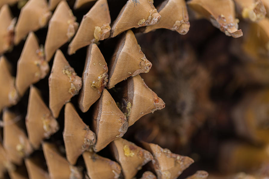 Pine Cone Study 19 Photograph by Scott Campbell