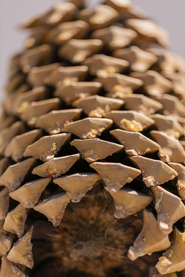 Pine Cone Study 20 Photograph by Scott Campbell