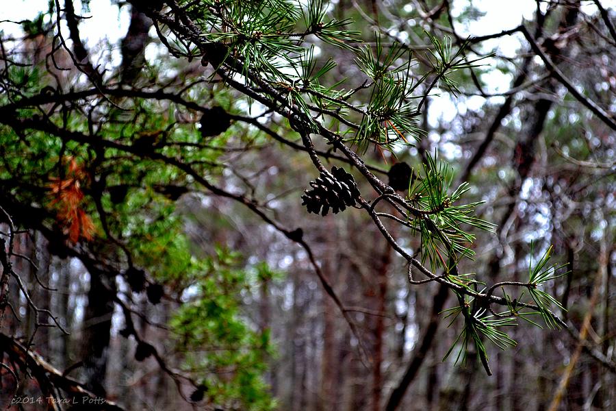 Pine Cone Photograph by Tara Potts