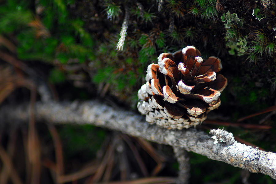 Pine Cone Photograph by Tracy Smith Pine Cone Photograph by Tracy Smith