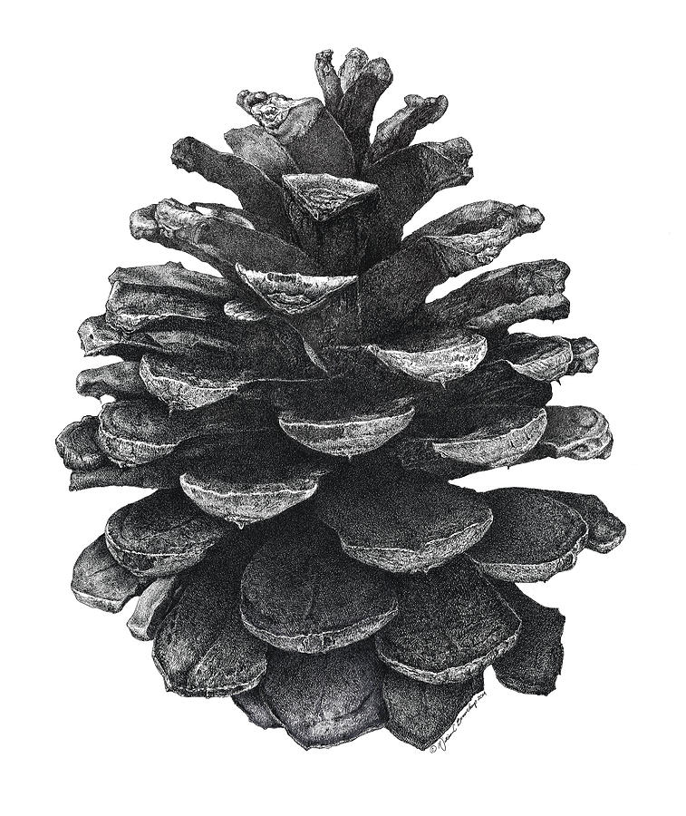 Pine Cone Drawing by William Beauchamp