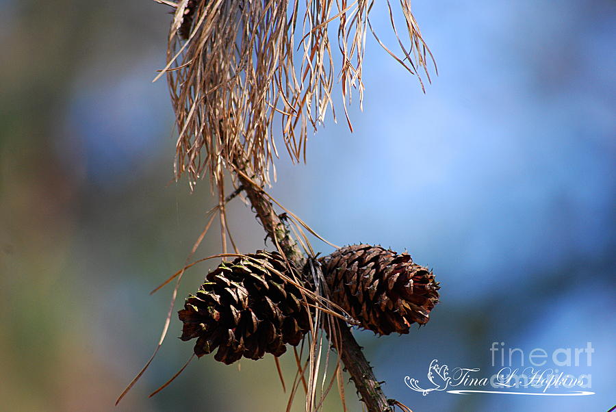 Pine Cones 20120317_190a Photograph by Tina Hopkins
