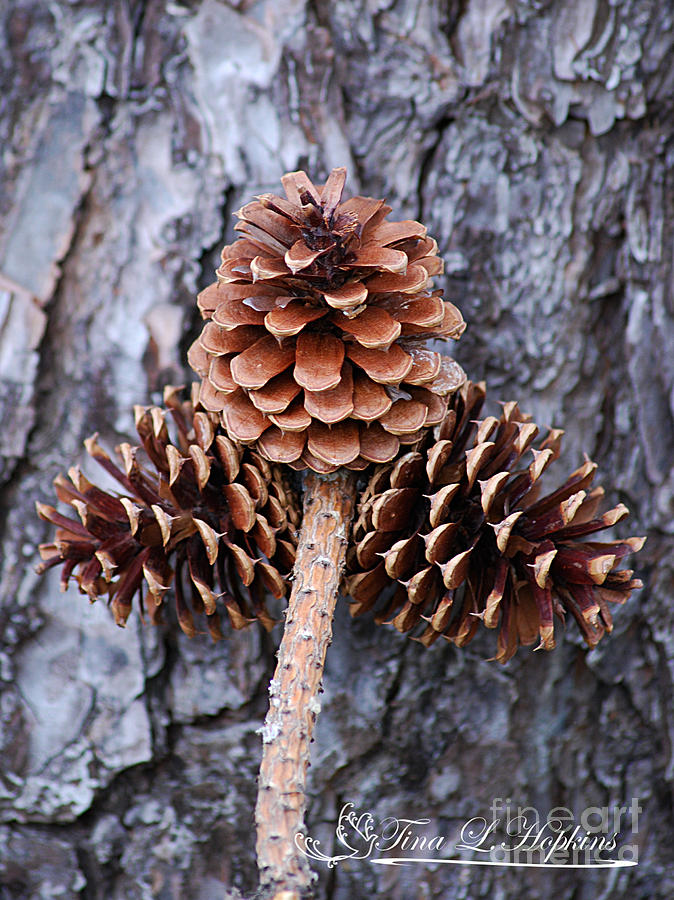 Pine Cones 20120415_84a Photograph by Tina Hopkins