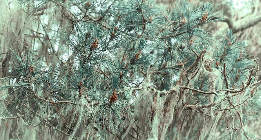 Nature Photograph - Pine Cones and Lace Lichen by Angela Stanton