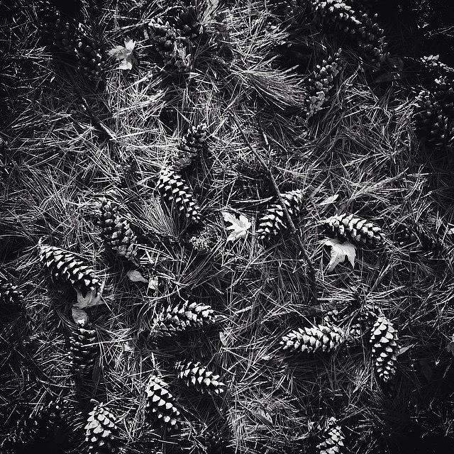 Pattern Photograph - Pine Cones And Patterns - Monochrome by Frank J Casella