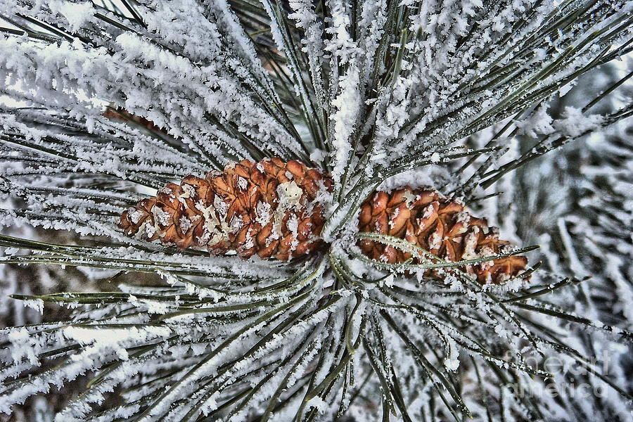 Winter Photograph - Pine Cones  by Andrea Kollo