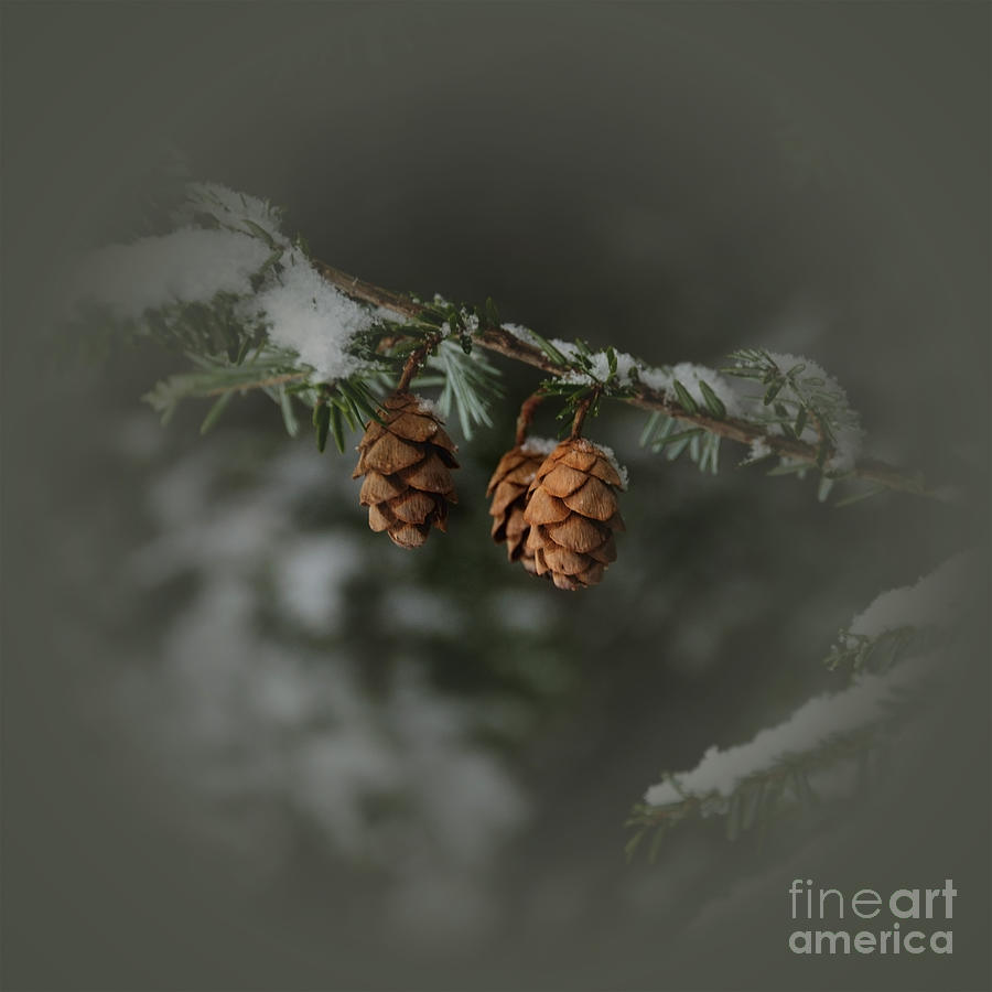 Pine Cones Photograph by Debra Fedchin