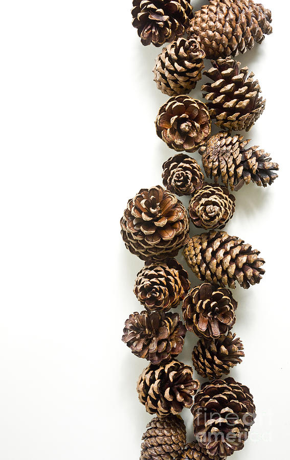 Pine Cones Photograph by Edward Fielding