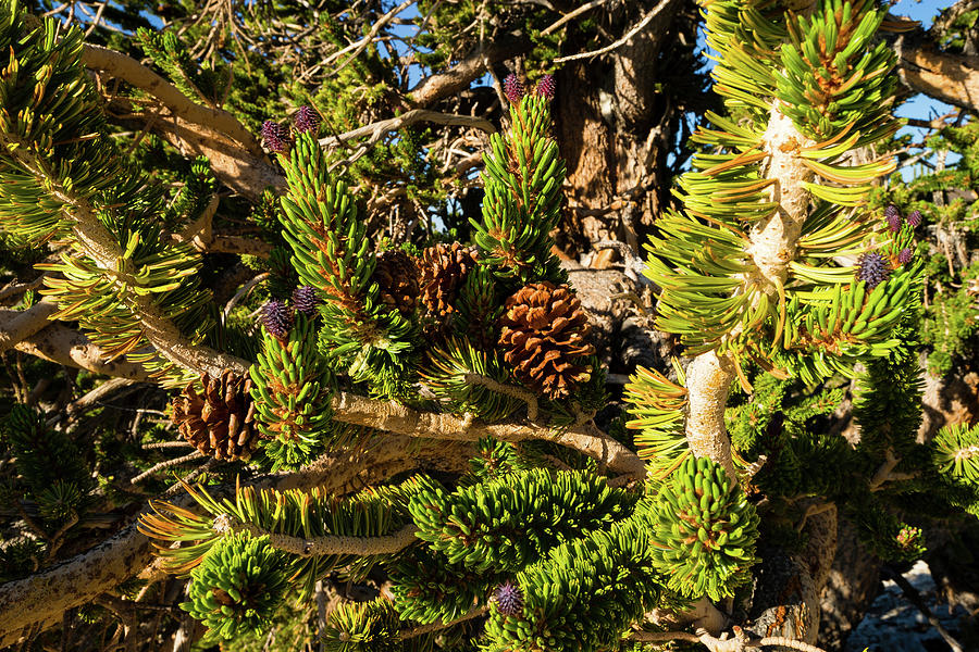 Pine Cones Growing On A Twigs, Ancient Photograph by Panoramic Images