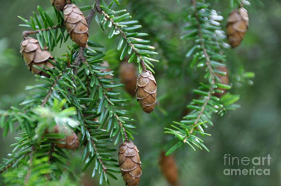 Pine Cones II Photograph by Joanne McCurry