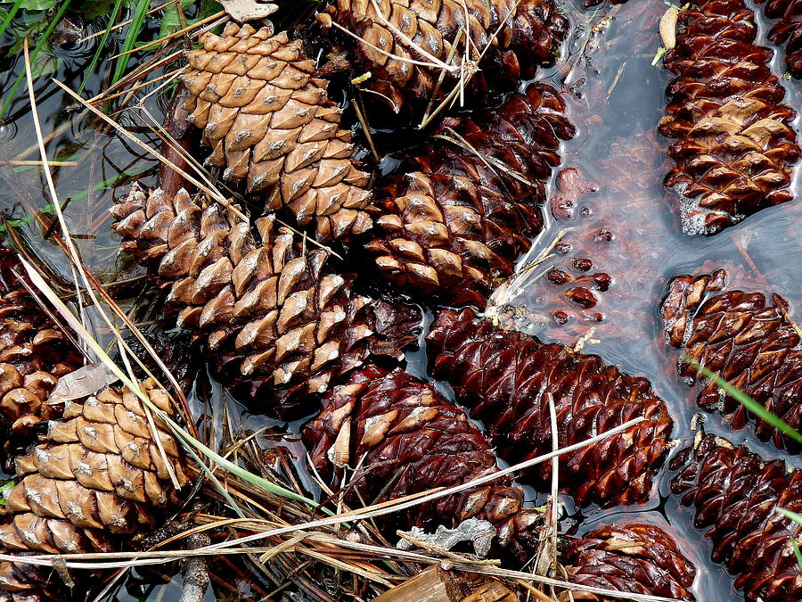 Pine Cones in Water Photograph by Jeff Lowe