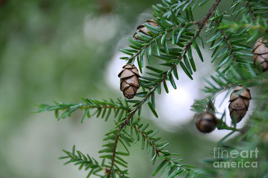 Pine Cones IV Photograph by Joanne McCurry