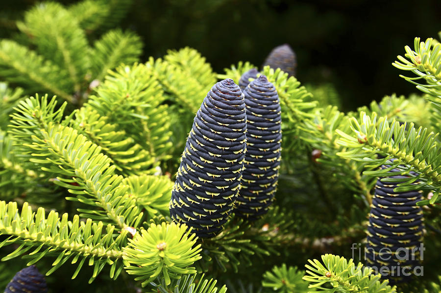 Pine Cones Photograph by James Brunker
